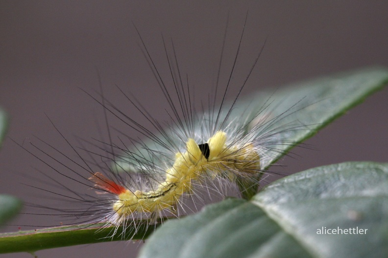 Buchen-Streckfu__ _Calliteara pudibunda_ Prondorf.JPG